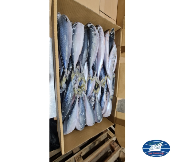 CÁ SABA  NHẬT (JAPAN) THÙNG 10KG SIZE 200-300